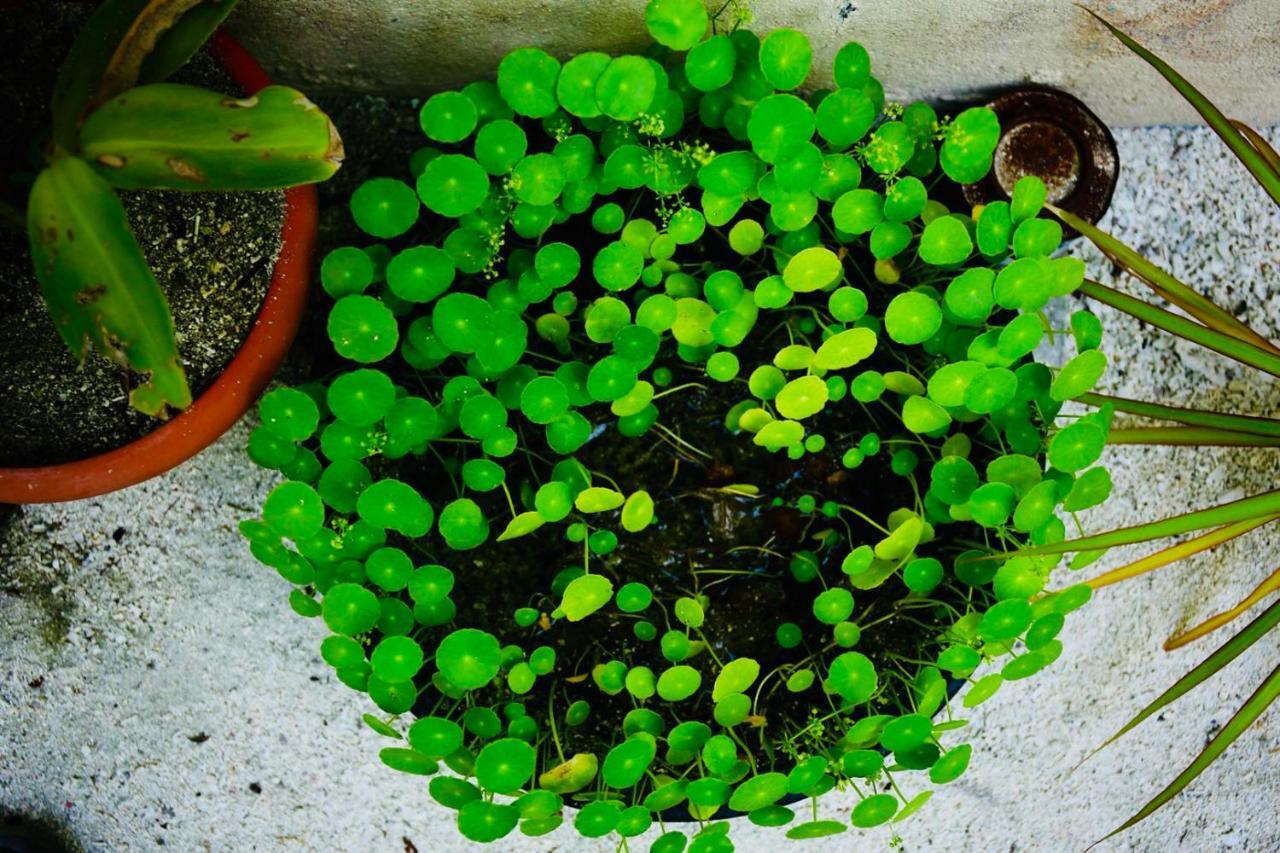 Midsummer Thulusdhoo Zewnętrze zdjęcie