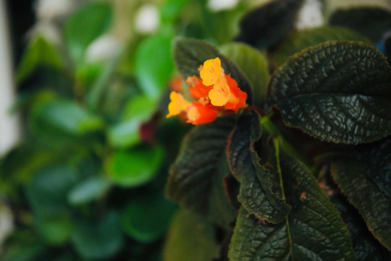 Midsummer Thulusdhoo Zewnętrze zdjęcie